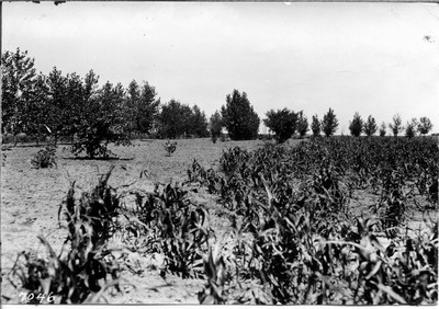 Shelterbelts - Around Button Ranch Garden