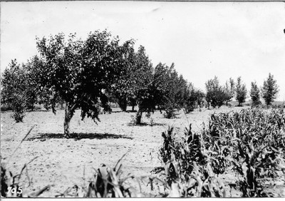 Crabapple Trees