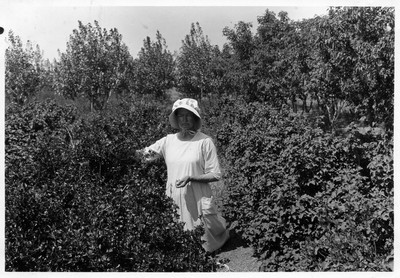 Gooseberries - Picking