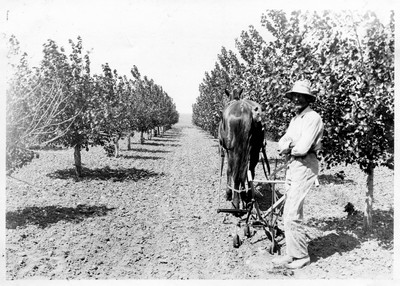 Cultivating
