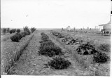 Dry Land Garden
