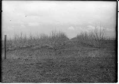 Shelterbelts
