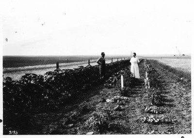 Mr. & Mrs. Marius Rolsdorph's Garden