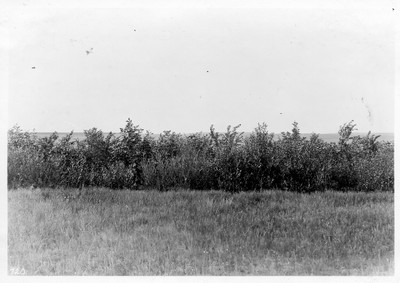 Shelterbelts