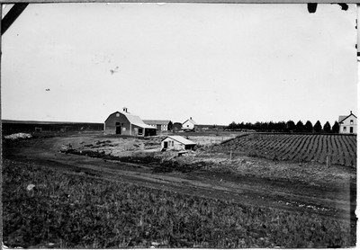 Buildings and Shelterbelt