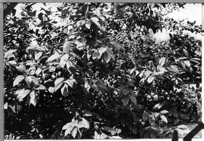 Plum Trees