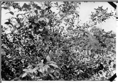 Plum Trees
