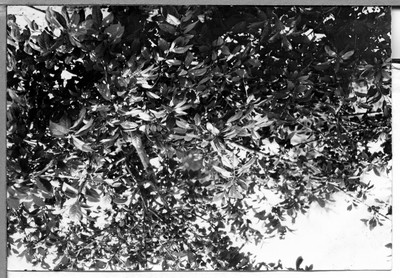 Plum Trees
