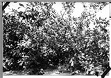 Plum Trees