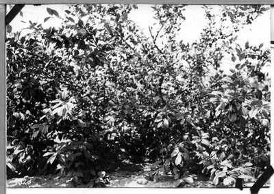 Plum Trees