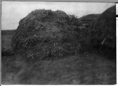 Corn Fodder