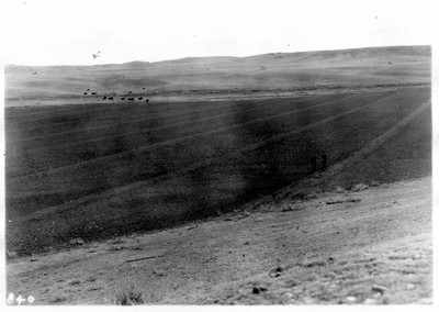 Irrigation Dikes