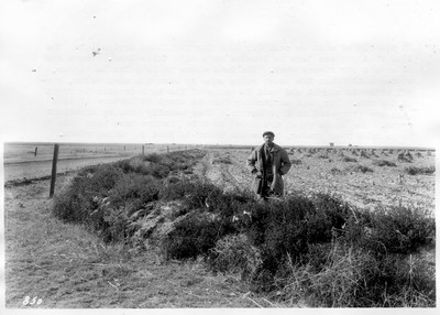 Irrigation Dikes