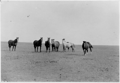 Horses