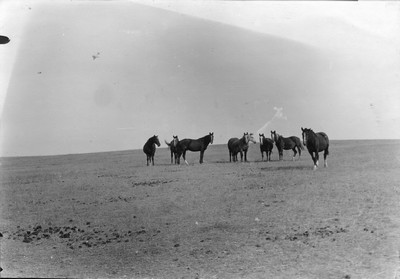 Horses