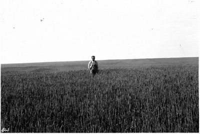 Wheat Field