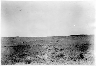 Grain Field