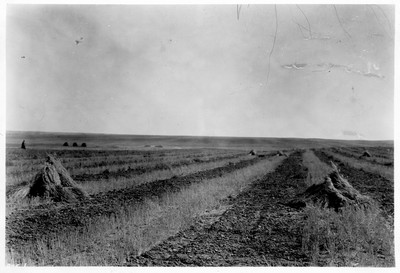 Strip Farming