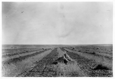 Strip Farming