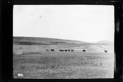 Cattle