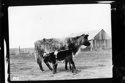 Cattle