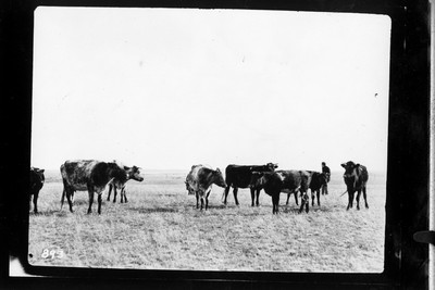 Cattle