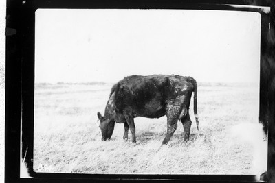 Cattle