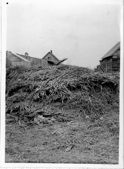 Corn Fodder