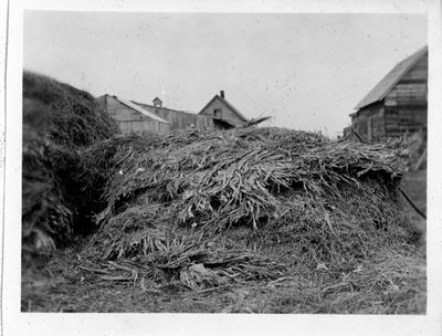 Corn Fodder
