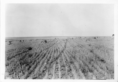 Wheat Field
