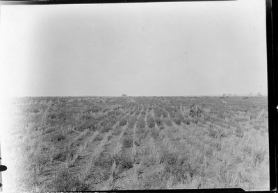 Stubble Field