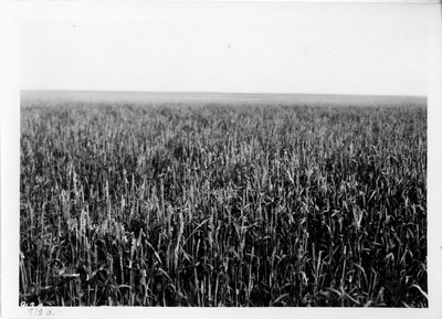 Grasshopper Damage