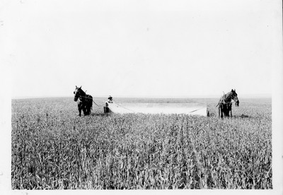 Grasshopper Catcher