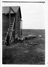 Sheep