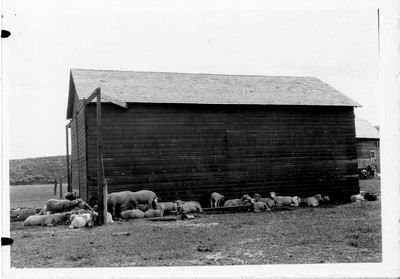 Sheep
