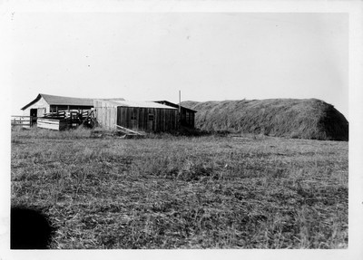Rye Hay