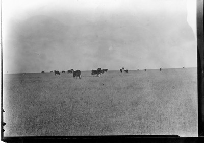 Cattle - Grazing