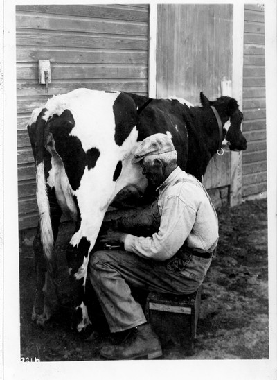 Milking