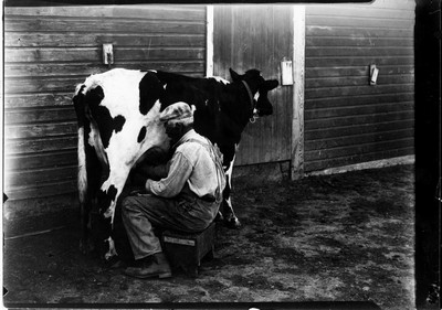 Milking