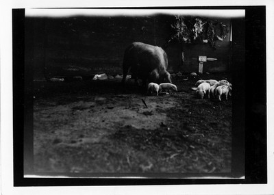 Sow with Young