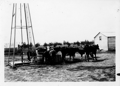 Cattle