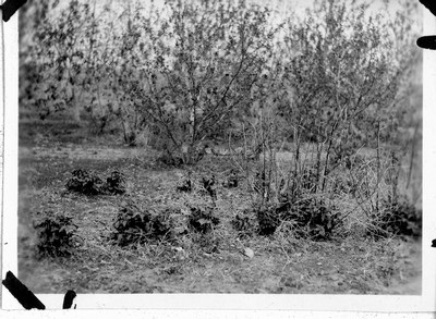 Shelterbelts - Garden