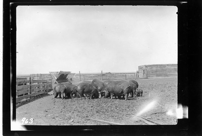 Pigs
