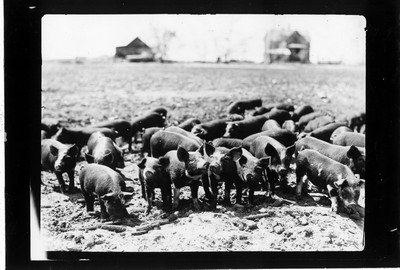Pigs