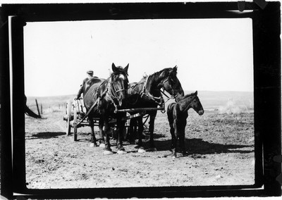 Horses
