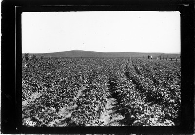 Potato Field