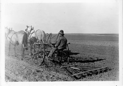 Corn - Cultivating