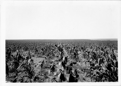 Corn Field