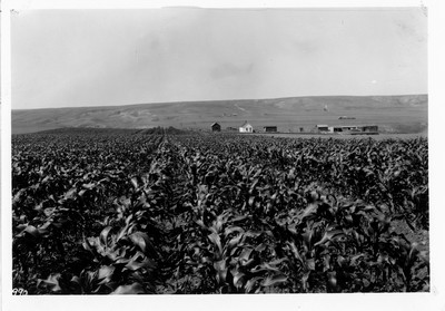 Corn