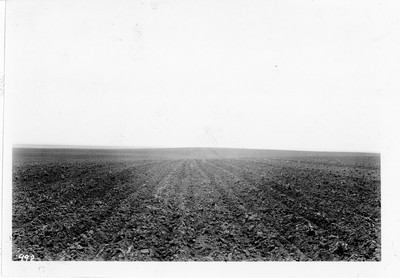 Corn Field